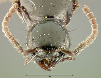 Media type: image;   Entomology 24104 Aspect: head dorsal view